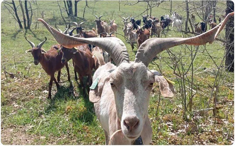 chèvrerie en plein cœur de Cahors